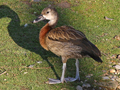 White-faced Whistling Duck x West Indian Whistling Duck hybrid